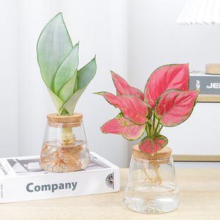 水培盆栽ins 桌面室内水养摆件绿萝虎皮兰办公室绿植净化空气春羽