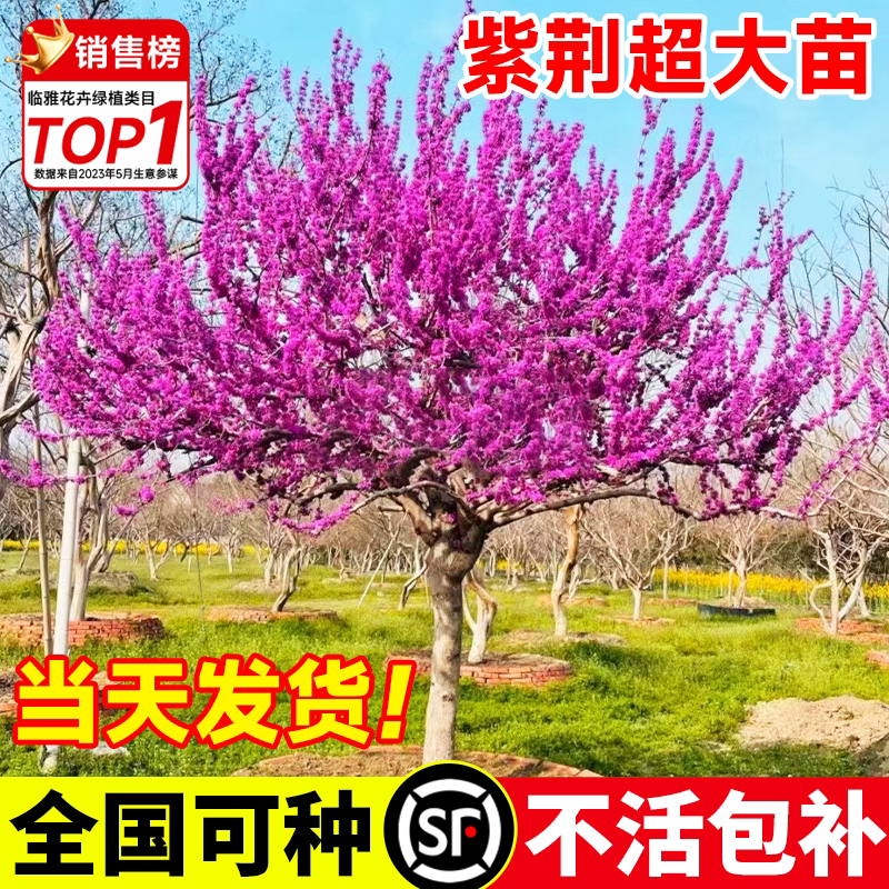 紫荆花树苗室外耐寒花卉植物庭院丛生老桩观花绿化工程紫荆树苗