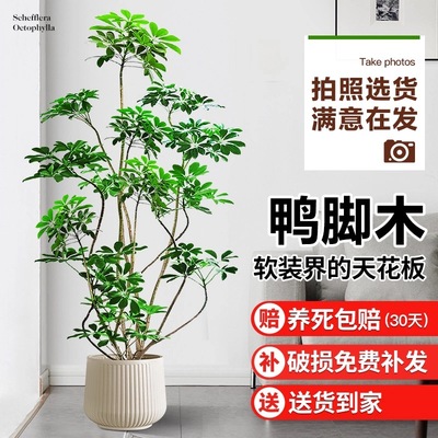 花叶春鸭脚木盆栽造型优美