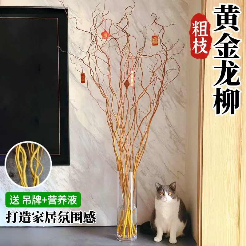 黄金龙柳水培绿植遇水发芽