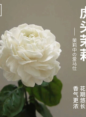 带花9.9元虎头茉莉木本花卉阳台