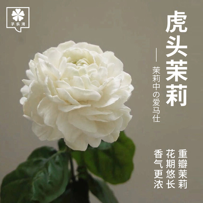 带花9.9元虎头茉莉木本花卉阳台