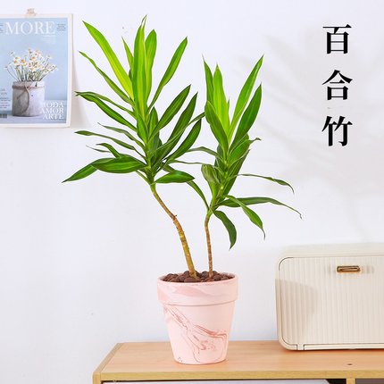 金心百合竹艺术造型室内桌面真绿植观叶盆栽客厅阳台基地四季好养