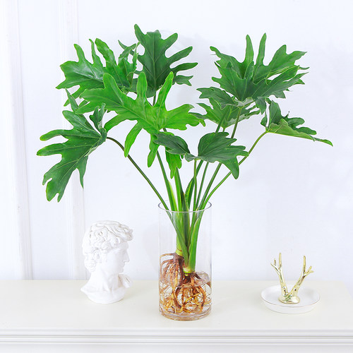 春羽室内桌面四季常青
