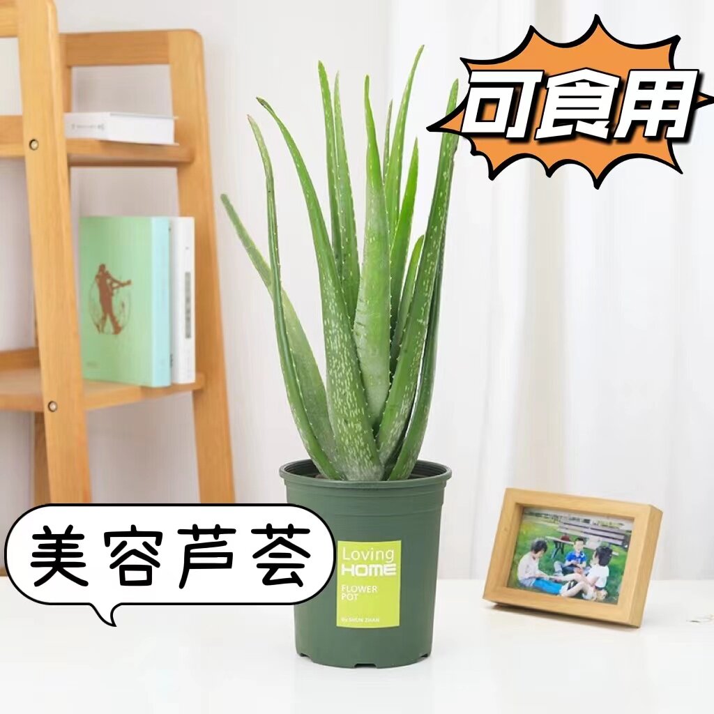 美国库拉索芦荟盆栽植物美容院灌肤专用可食用新鲜补水敷脸大叶片