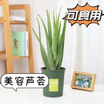 芦荟庭院不开花基地直销