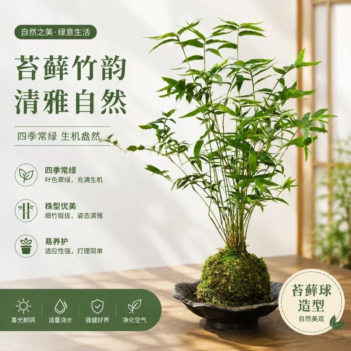 米竹水培苔藓球植物室内盆栽微观盆景凤尾竹观音竹观赏竹子小米竹