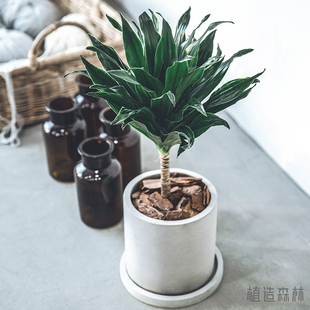 太阳神阿波罗密叶朱焦龙血树桌面ins北欧风耐阴植物盆栽