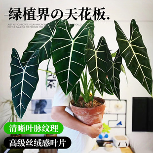 綠天鵝絨海芋ins風(fēng)網(wǎng)紅綠植進(jìn)口盆栽室內(nèi)陽(yáng)臺(tái)熱帶喜陰觀葉植物