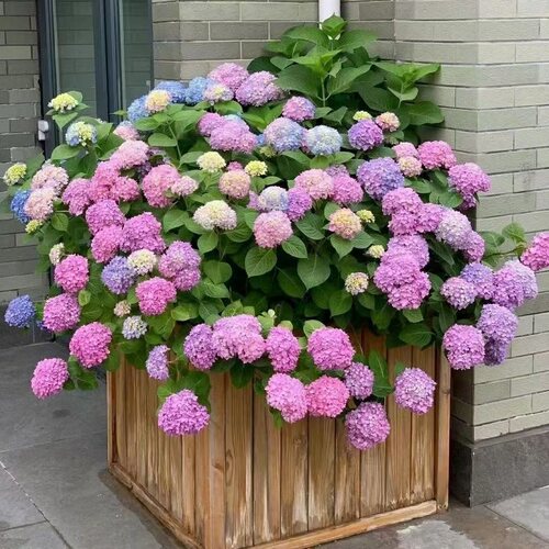 花叶春绣球木本阳台庭院春季