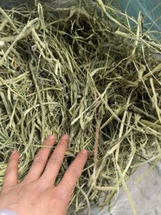 2025年晒干散装提摩西草兔兔豚鼠荷兰猪龙猫羊驼10斤包邮