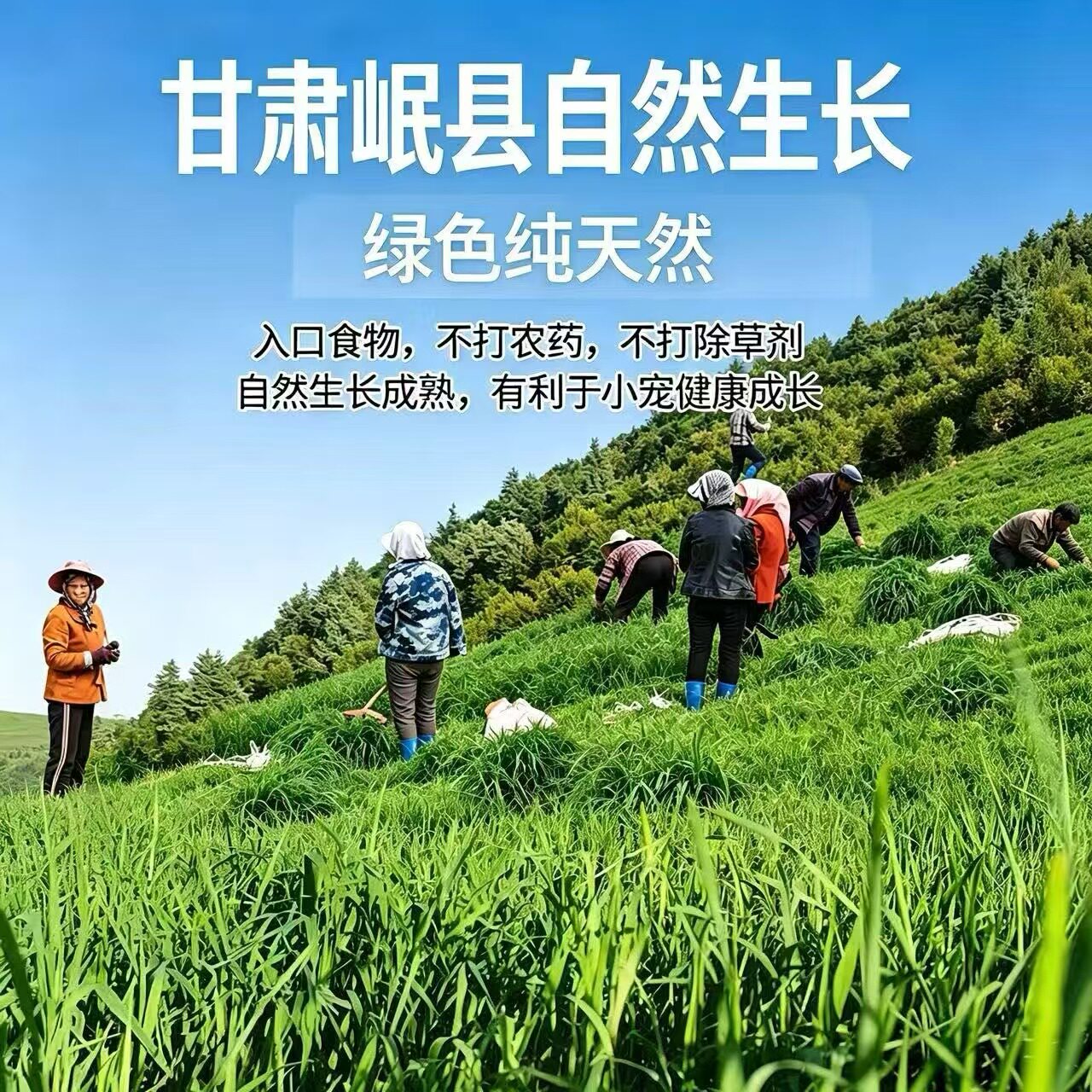 26烘干头茬提摩西草段一斤包邮