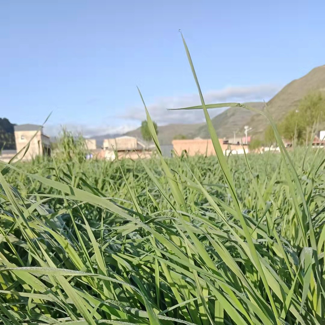 23年新烘干头茬提摩西草兔兔龙猫豚鼠荷兰猪满5斤79.9铝箔袋包装