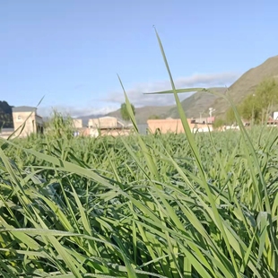 25年新烘干头茬提摩西草兔兔龙猫豚鼠荷兰猪满5斤99.9铝箔袋包装