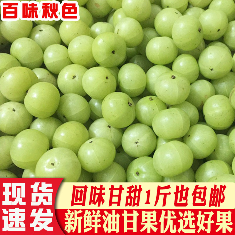新鲜油甘果当季现摘包邮1斤余甘果榨汁青橄榄孕妇水果牛甘果500g
