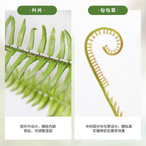 实物拍摄仿真绿植霸王蕨
