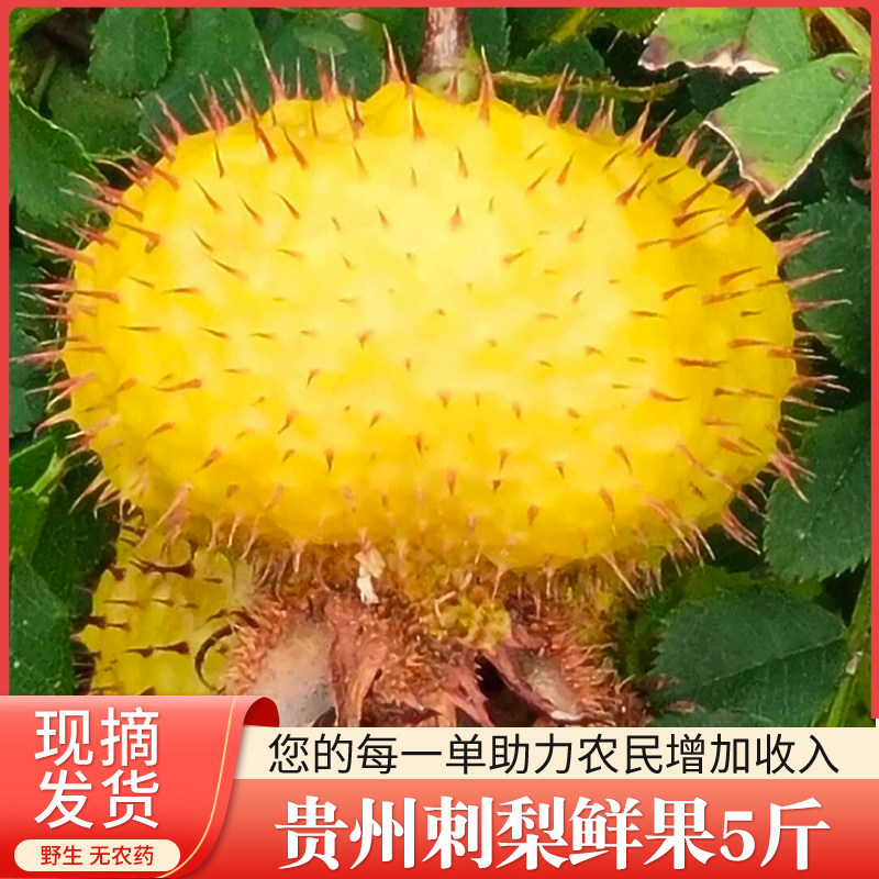 遇见贵州野生刺梨鲜果5斤 刺力王天刺力原产地现摘刺梨金刺梨鲜果
