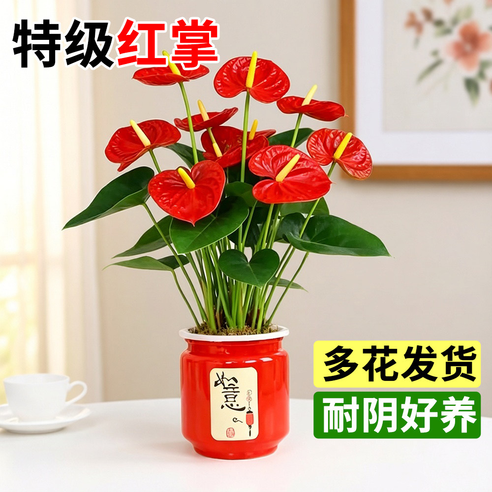 红掌盆栽带花室内耐阴花卉绿植客厅大叶大花鸿运当头四季开花植物