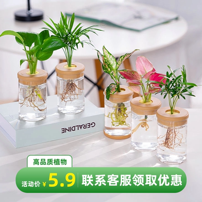 水培植物室内花卉四季常青好养护