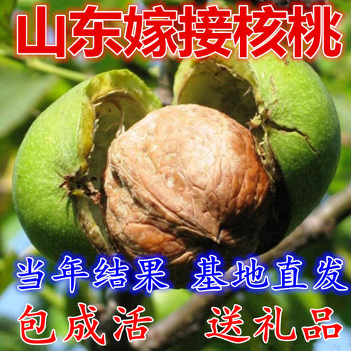 东北绿化苗木价格 东北绿化苗木图片 星期三