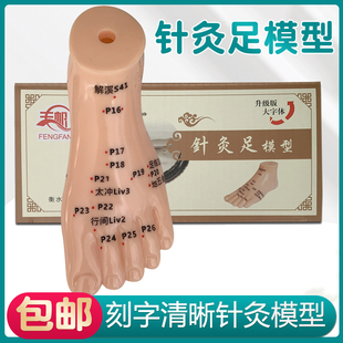 足部针灸模型足底反射区穴位按摩器脚部脚丫子足疗保健点穴棒医用