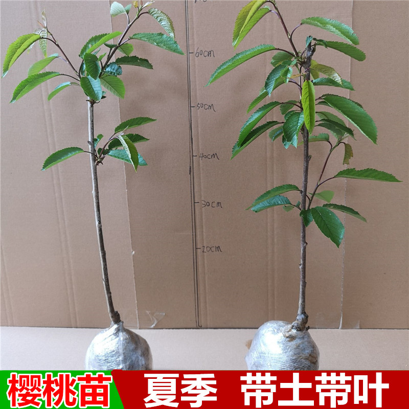 葡萄苗樱桃苗猕猴桃苗桔子苗杨梅苗花椒苗枸杞无花果树苗在类目 鲜花速递/花卉仿真/绿植园艺, 花园植物/行道树/果树, 果树中 - 来自Buy2taobao.com提供专业的淘宝代购服务