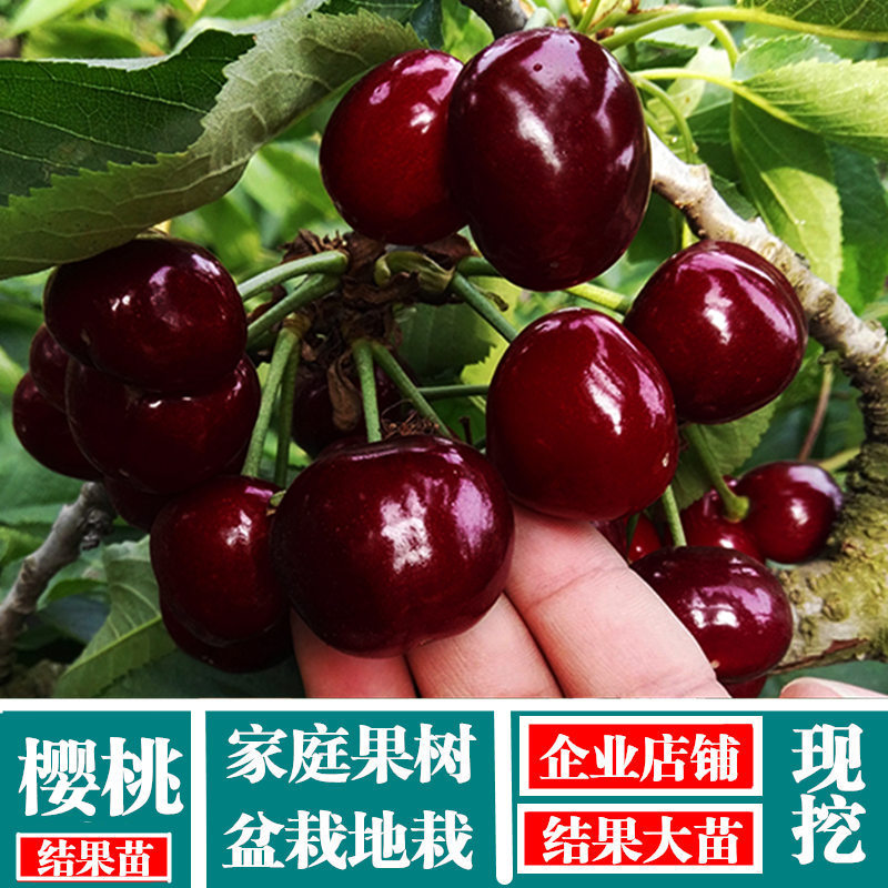 直销智利车厘子树苗 矮化大樱桃苗 车厘子樱桃苗 南北