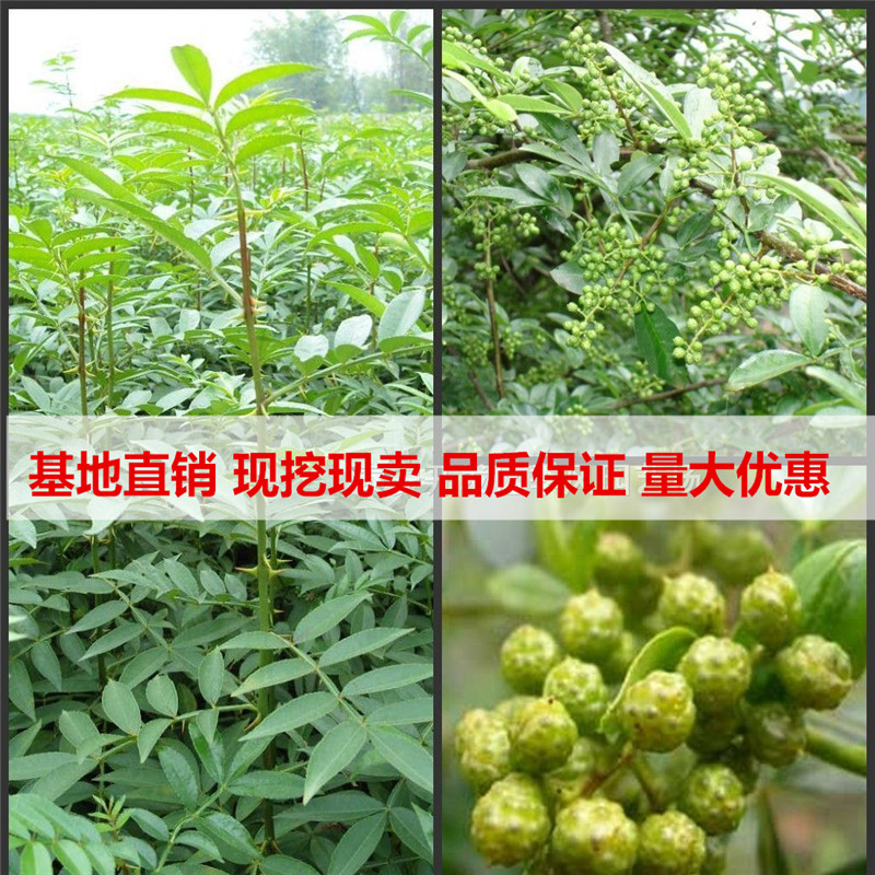 食用苗 香大料树苗包邮树调料树苗作料大红包花椒苗