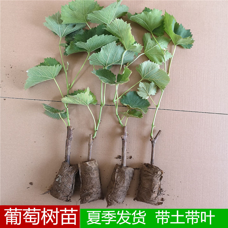 金铃子赖葡萄金癞瓜子籽苗四季金玲子小苦瓜盆栽孑癞秧苗