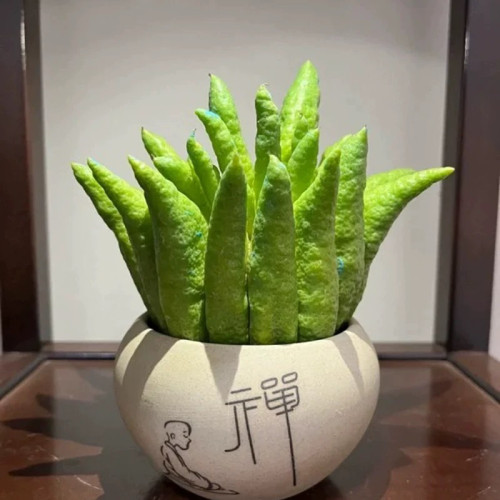 新鲜水培佛手柑清供观赏闻香佛手