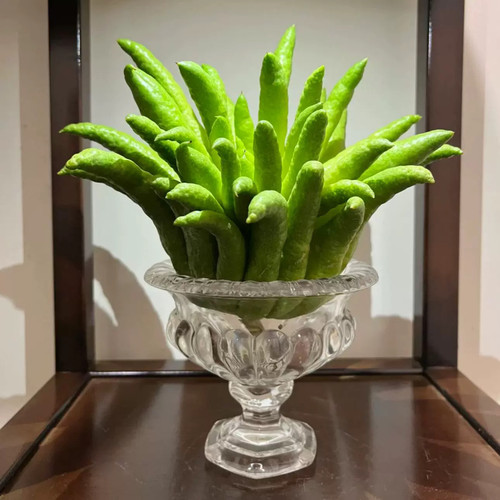 新鲜佛手柑水培闻香观赏佛手果