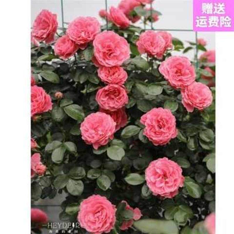 宝石海蒂的莫里斯等爬藤月季阳台花园海妈家粉色龙沙阳台_虎窝淘