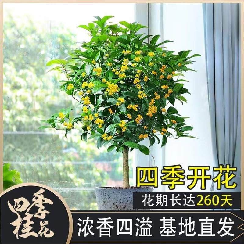 适合家门口种的树全年开花庭院耐寒花卉植物树苗四季常青耐冬耐冻