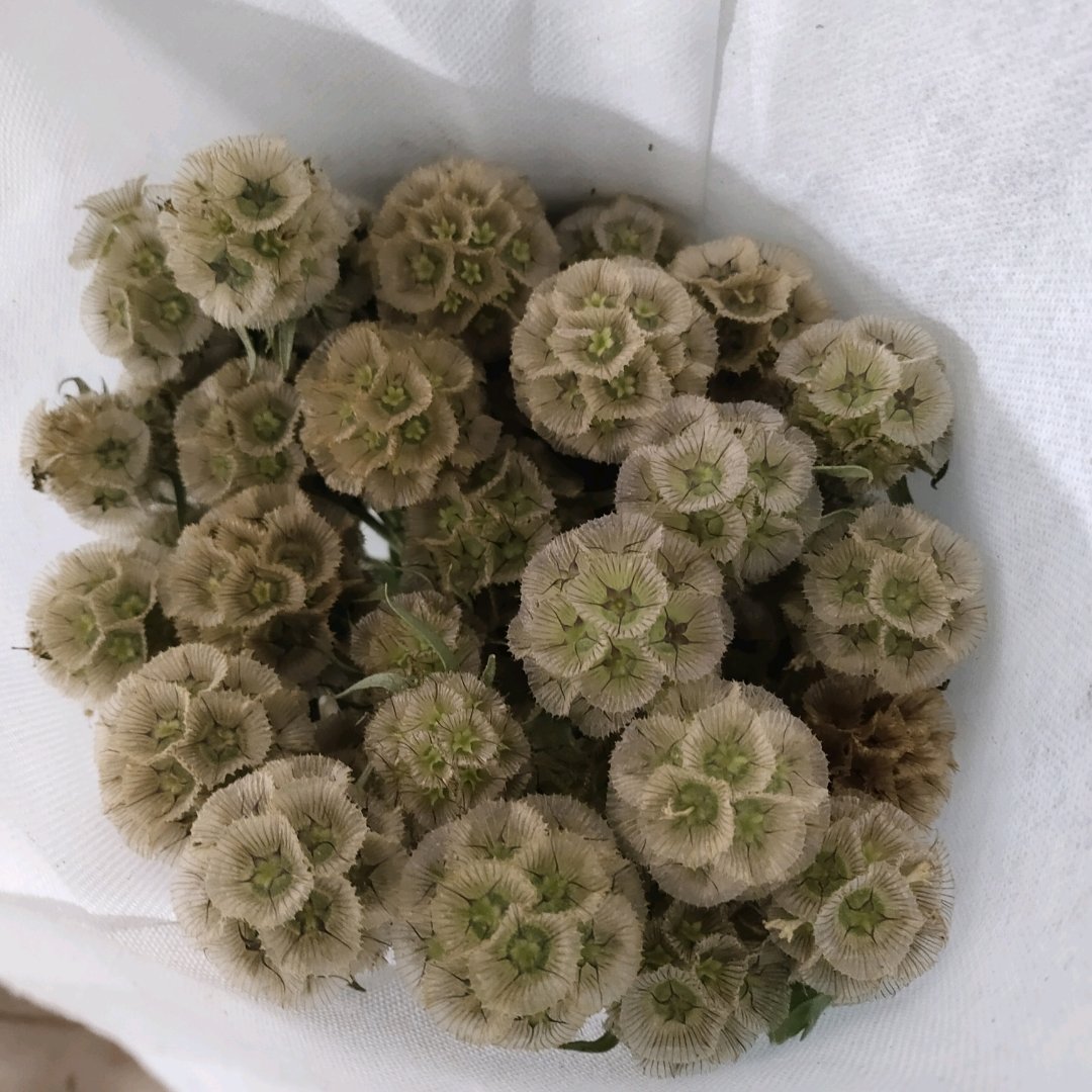 风车果干花原色永生云南花卉客厅装饰背景拍摄道具田园风摆件包邮