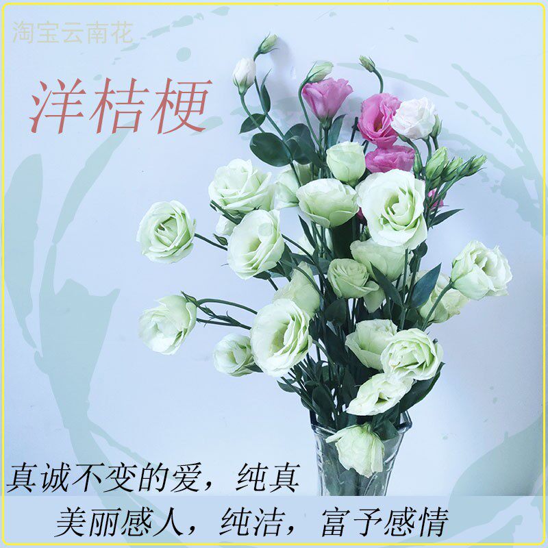 云南洋桔梗鲜花插花装饰花束爱意清新水养办公室背景拍摄道具直发