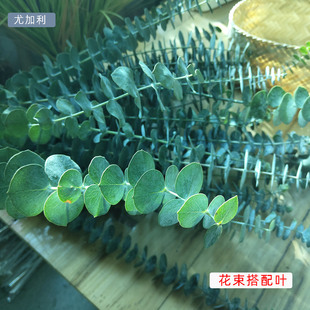 饰配叶客厅背景道具水养植物送爱人云南销 新鲜花尤加利叶插花束装