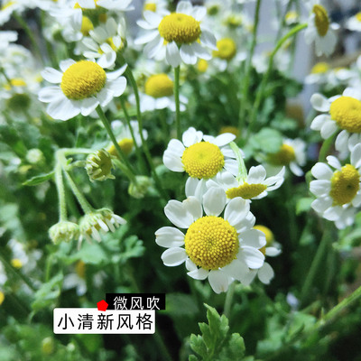 洋甘菊新鲜花束客厅卧室装饰拍摄道具摆件小清新插花背景客户包邮