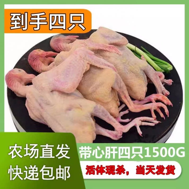来之世界长寿之乡的长寿野鸽子
