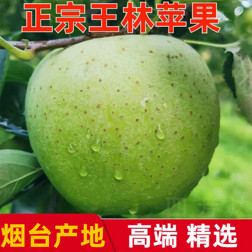 王林青苹果青森王林绿色雀斑美人