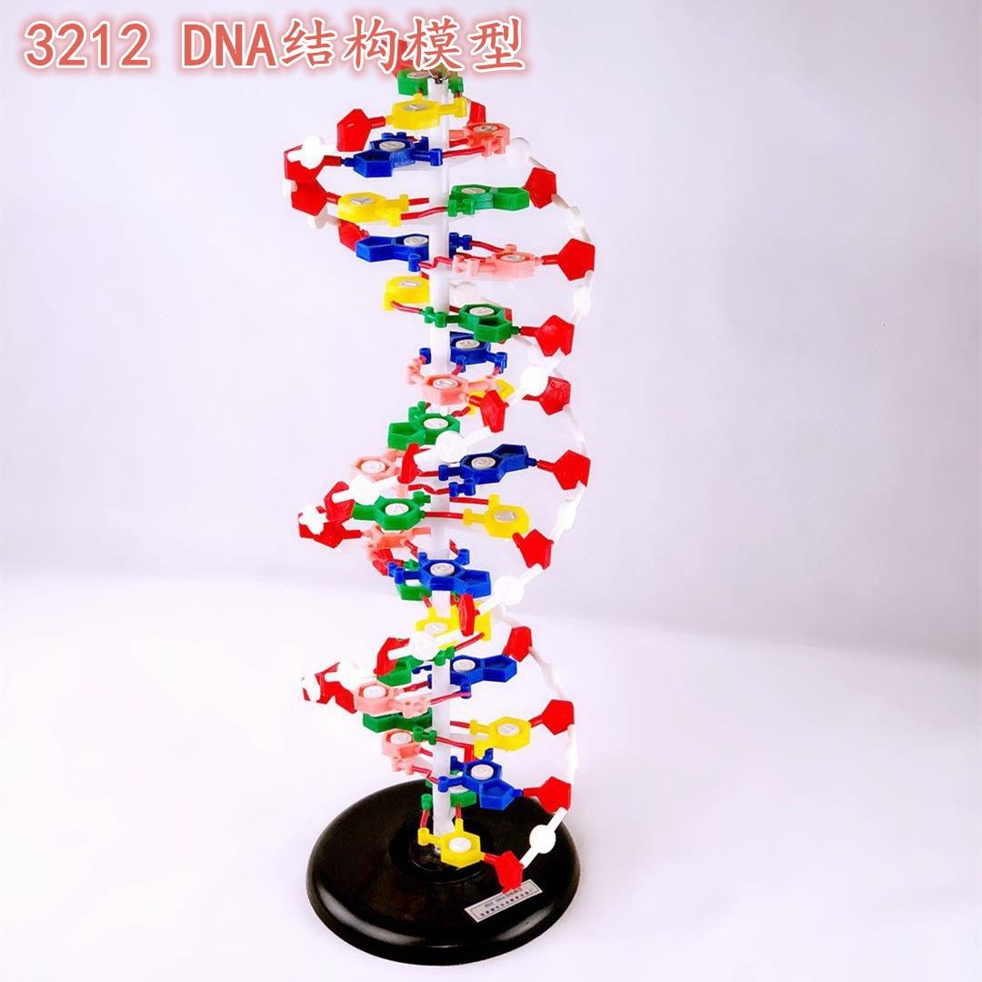 DNA旋双螺构模分子结型构模型碱基对结遗传基因生物科无品牌/学教