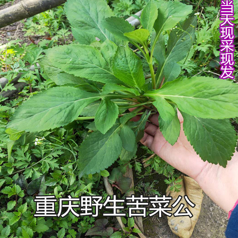 重庆苦菜2斤包邮野生新鲜蔬菜苦丁菜苦斋婆取麻菜凉拌煲汤现采