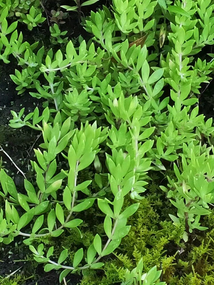 重庆新鲜垂盆草瓜子草现采现发3斤包邮