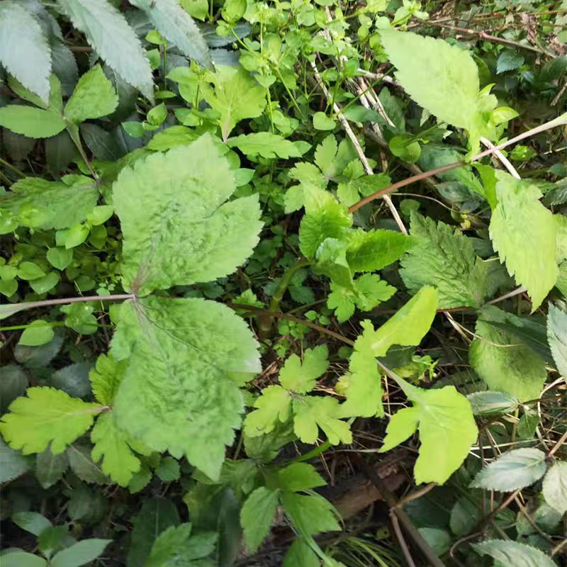 重庆新新鲜鸭脚板大叶芹山野菜大叶芹山野芹菜包邮