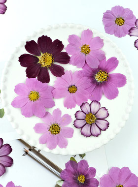 格桑花干花押花手工diy