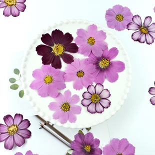 干花压花 格桑花真花干花压花天然植物标本可食用DIY台灯相框书签