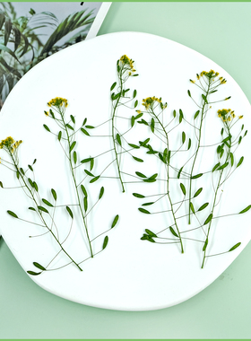 葶苈干花野草植物标本黄色压花相框diy材料手机壳相框贴画