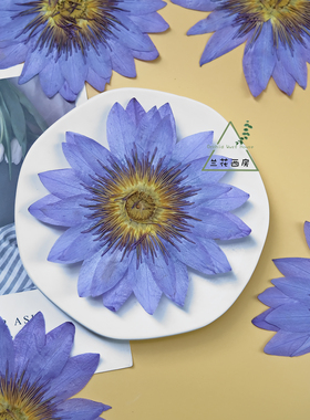 干花压花睡莲花瓣大朵蓝色押花手工滴胶发夹真花书签相框材料