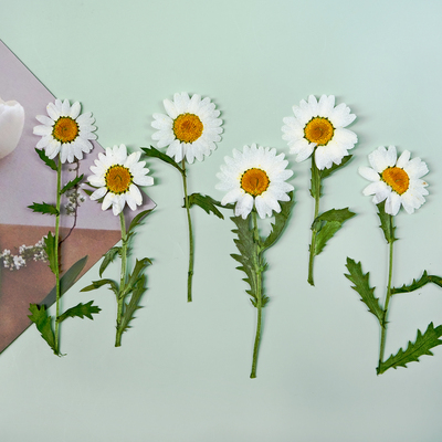 带枝白晶菊雏菊小清新手工diy