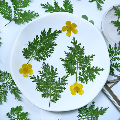 青蒿叶干花标本书签相框diy手工