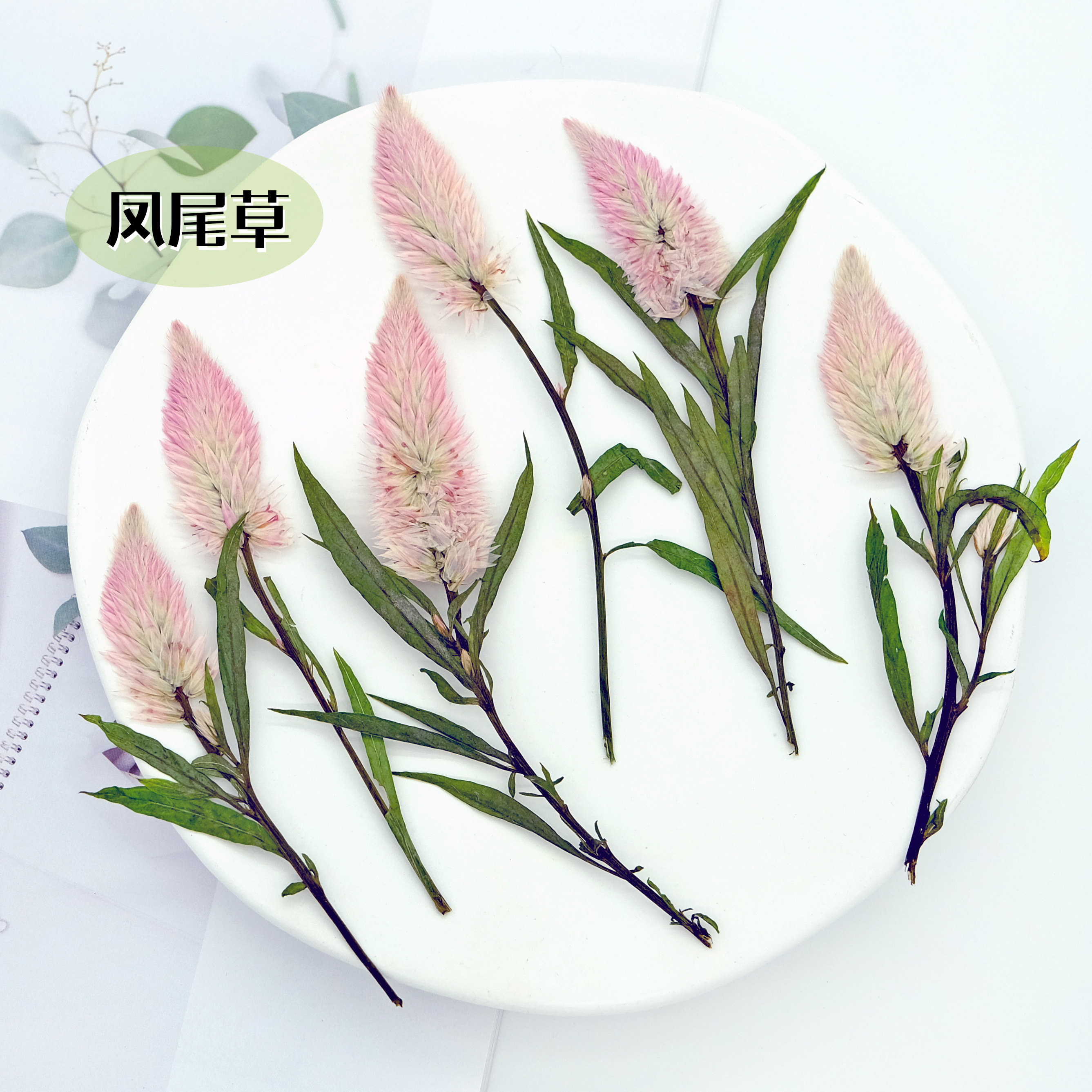凤尾草标本礼品装饰物图片